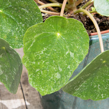 Load image into Gallery viewer, Pilea Peperomioides &#39;Sugar&#39;
