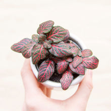 Load image into Gallery viewer, Baby Fittonia (5 colours)
