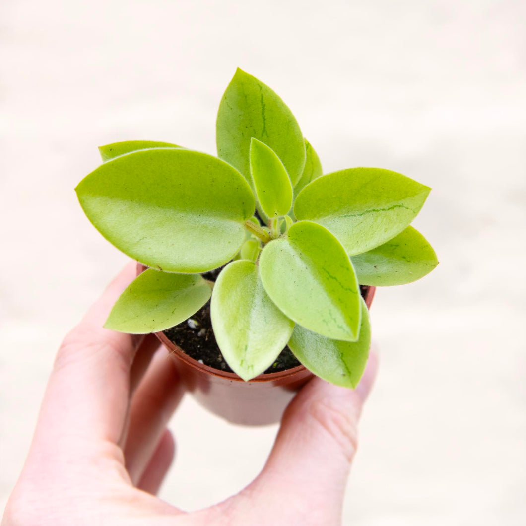 Peperomia 'Pixie Variegata' – Moose Plant Shop