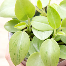Load image into Gallery viewer, Peperomia &#39;Pixie Variegata&#39;
