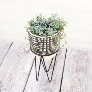 Black Dash Cement Planter With Wire Stand