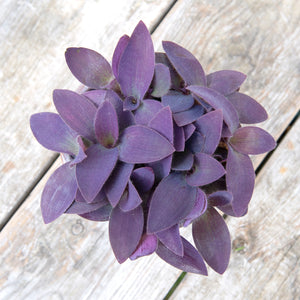 Tradescantia Purple Heart 'Silver Inch Plant' (2 sizes)