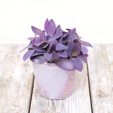 Load image into Gallery viewer, Tradescantia Purple Heart &#39;Silver Inch Plant&#39;
