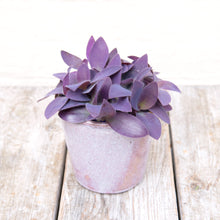 Load image into Gallery viewer, Tradescantia Purple Heart &#39;Silver Inch Plant&#39; (2 sizes)
