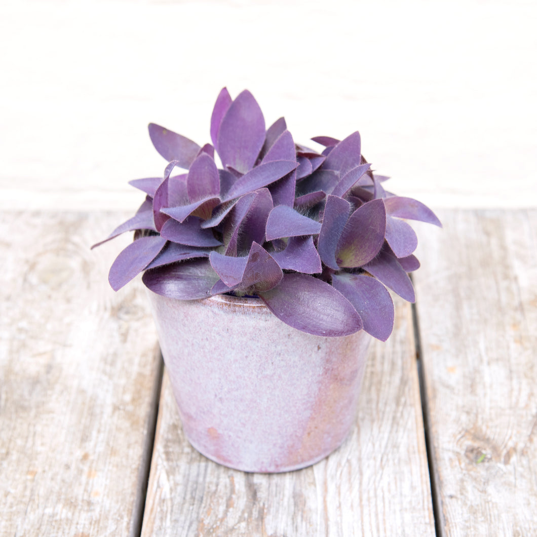 Tradescantia Purple Heart 'Silver Inch Plant'