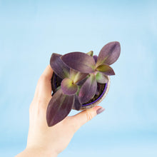 Load image into Gallery viewer, Tradescantia Purple Heart &#39;Silver Inch Plant&#39;
