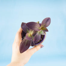 Load image into Gallery viewer, Tradescantia Purple Heart &#39;Silver Inch Plant&#39; (2 sizes)
