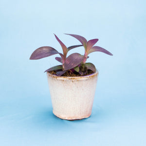 Tradescantia Purple Heart 'Silver Inch Plant' (2 sizes)