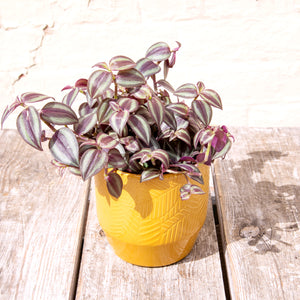 Tradescantia Purple Passion 'Silver Inch Plant' (2 sizes)