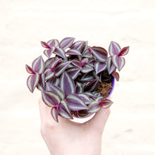 Load image into Gallery viewer, Tradescantia Purple Passion &#39;Silver Inch Plant&#39; (2 sizes)
