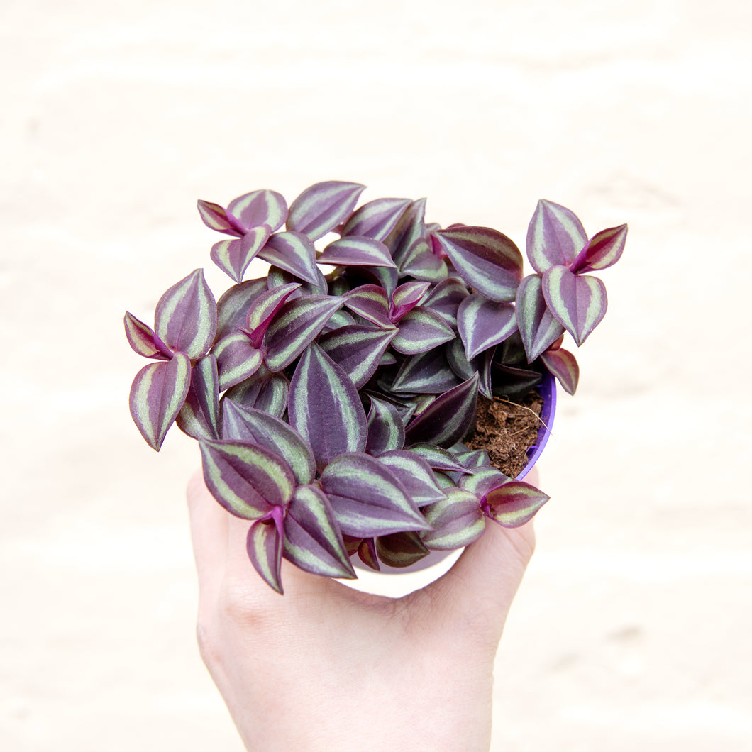 Tradescantia Purple Passion 'Silver Inch Plant' (2 sizes)