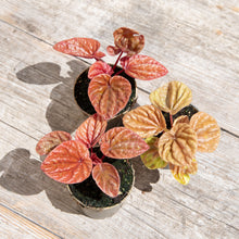 Load image into Gallery viewer, Peperomia 'Quito'

