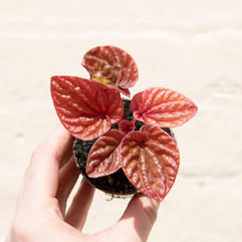 Load image into Gallery viewer, Peperomia 'Quito'
