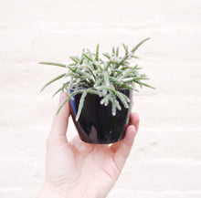 Load image into Gallery viewer, Baby Rhipsalis (many options)
