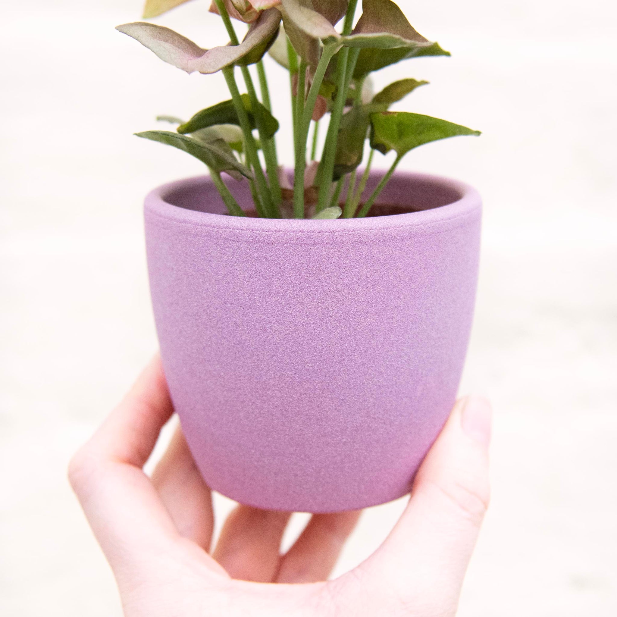 small pink plant pot Rose Pink Ceramic Plant Pot 8cm – Moose Plant Shop
