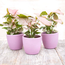 Load image into Gallery viewer, Rose Pink Ceramic Plant Pot 8cm
