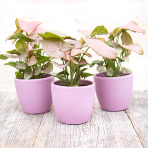 Rose Pink Ceramic Plant Pot 8cm