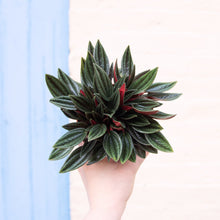 Load image into Gallery viewer, Peperomia Rosso (3 sizes)
