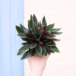 Peperomia Rosso (3 sizes)