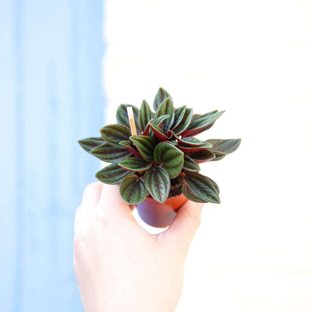 Peperomia Rosso (3 sizes)