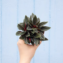 Load image into Gallery viewer, Peperomia Rosso (3 sizes)
