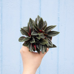 Peperomia Rosso (3 sizes)