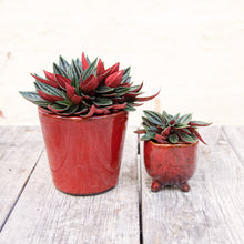 Load image into Gallery viewer, Peperomia Rosso (3 sizes)
