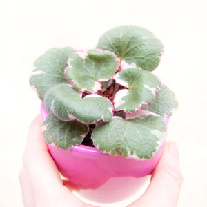 Saxifraga Stolonifera Tricolor 'Strawberry Begonia'