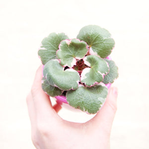 Saxifraga Stolonifera Tricolor 'Strawberry Begonia'