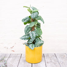 Load image into Gallery viewer, Lucca Yellow Pot - Large
