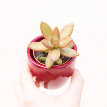 Load image into Gallery viewer, Sedum Adolphii (Golden Sedum)
