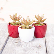 Load image into Gallery viewer, Sedum Adolphii (Golden Sedum)
