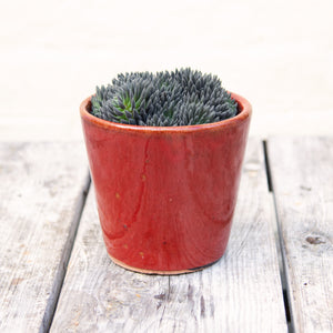 Alicante Plant Pot 'Ruby Red' (4 sizes)