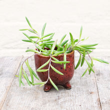 Load image into Gallery viewer, Senecio Herreianus ‘String of Bananas’
