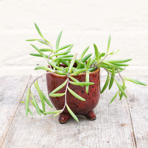 Senecio Herreianus ‘String of Bananas’