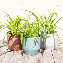 Load image into Gallery viewer, Chlorophytum &#39;Spider Plant&#39;
