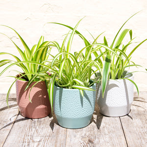 Chlorophytum 'Spider Plant'