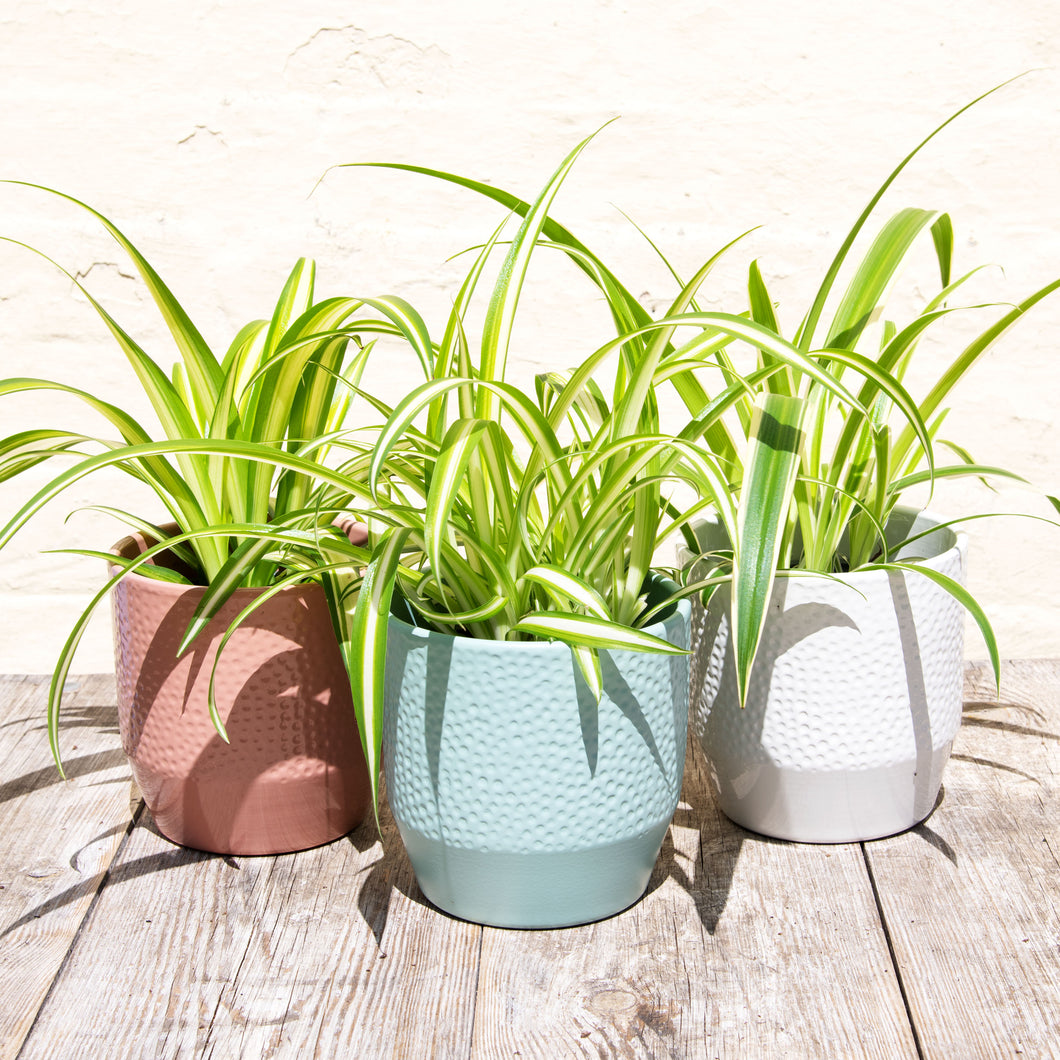Chlorophytum 'Spider Plant'