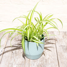 Load image into Gallery viewer, Chlorophytum &#39;Spider Plant&#39;
