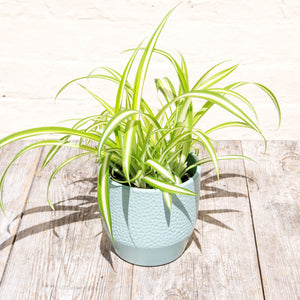 Chlorophytum 'Spider Plant'