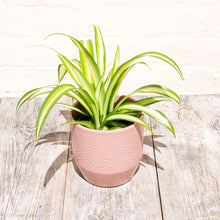 Load image into Gallery viewer, Chlorophytum &#39;Spider Plant&#39;
