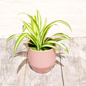 Chlorophytum 'Spider Plant'