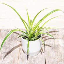 Load image into Gallery viewer, Chlorophytum &#39;Spider Plant&#39;
