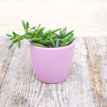 Load image into Gallery viewer, Senecio Herreianus ‘String of Bananas’
