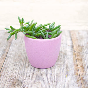 Senecio Herreianus ‘String of Bananas’