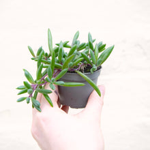 Load image into Gallery viewer, Senecio Herreianus ‘String of Bananas’
