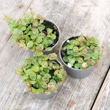 Load image into Gallery viewer, Peperomia Prostrata 'String of Turtles'
