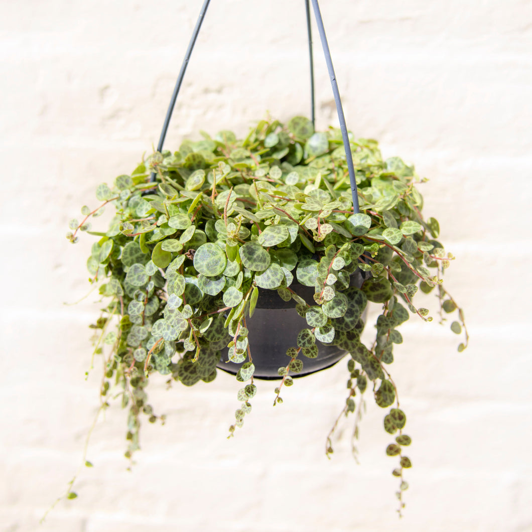 Peperomia Prostrata 'String of Turtles' Hanging Pot