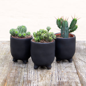 St Tropez Mini Plant Pots For Baby Plants!