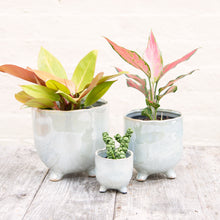 Load image into Gallery viewer, St Tropez Pearl Pot (3 sizes)
